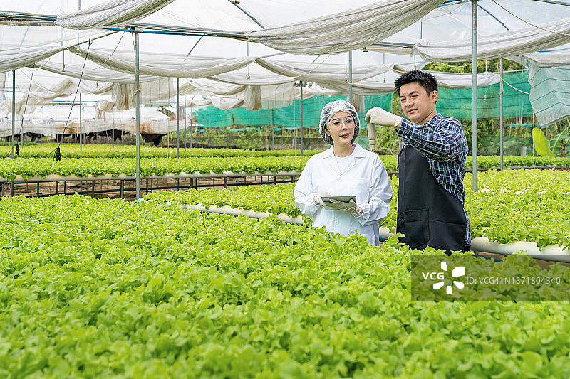 亚洲女性科学家使用平板电脑检查和讨论蔬菜有机沙拉的质量，工人准备收获有机植物，农业产业。图片素材