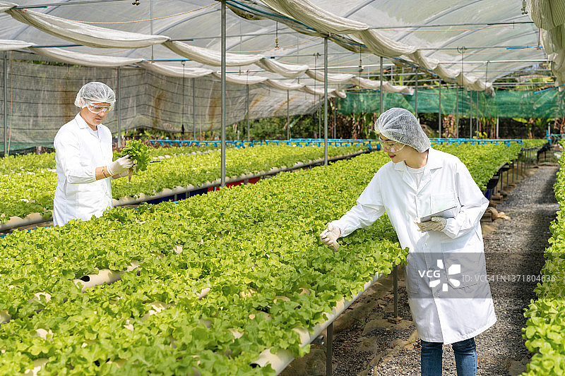 亚洲科学家使用平板电脑检测并讨论蔬菜有机沙拉和生菜的质量，工人准备收获有机植物，农业产业。图片素材