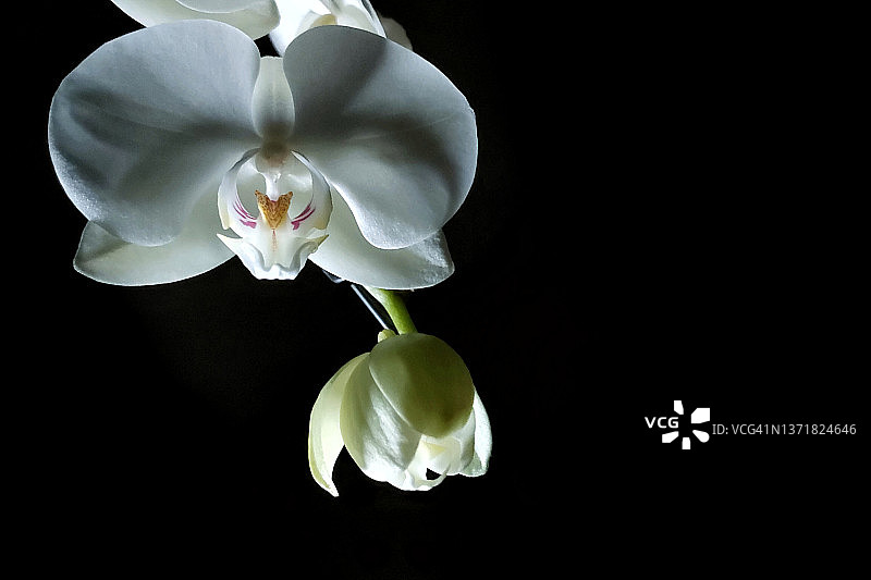 黑色背景上的白色兰花图片素材