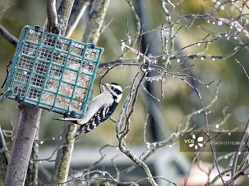 多毛的啄木鸟图片素材