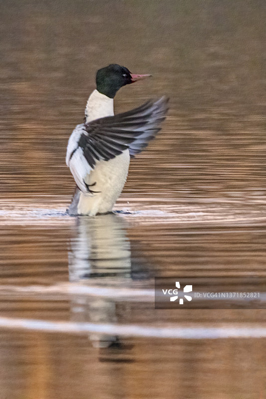 拍打翅膀的红胸秋沙鸭，加拿大温哥华图片素材