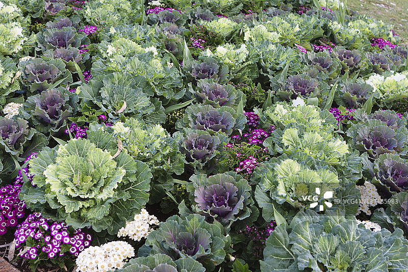 花园里的观赏甘蓝图片素材