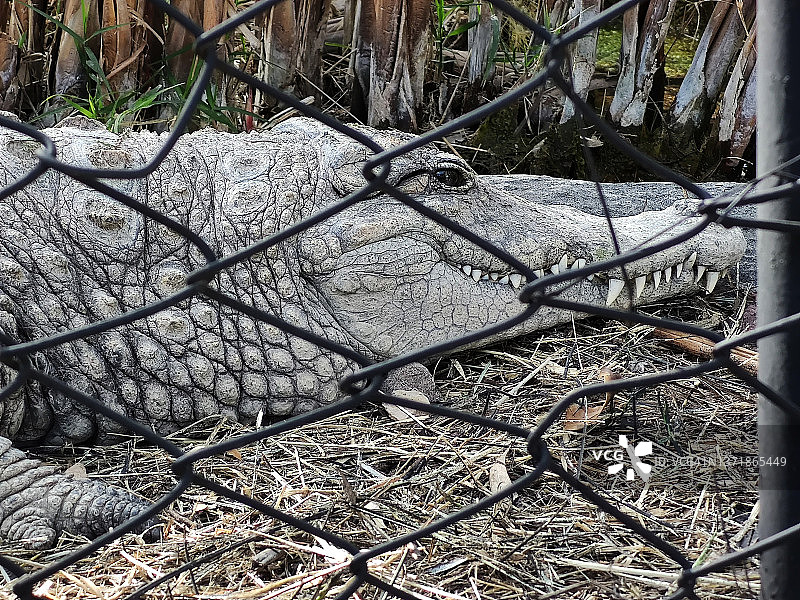 防护栏后圈养的鳄鱼图片素材