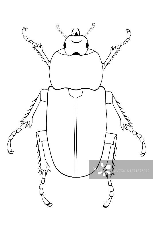 黑白素描：可供着色的欧洲金龟子图片素材