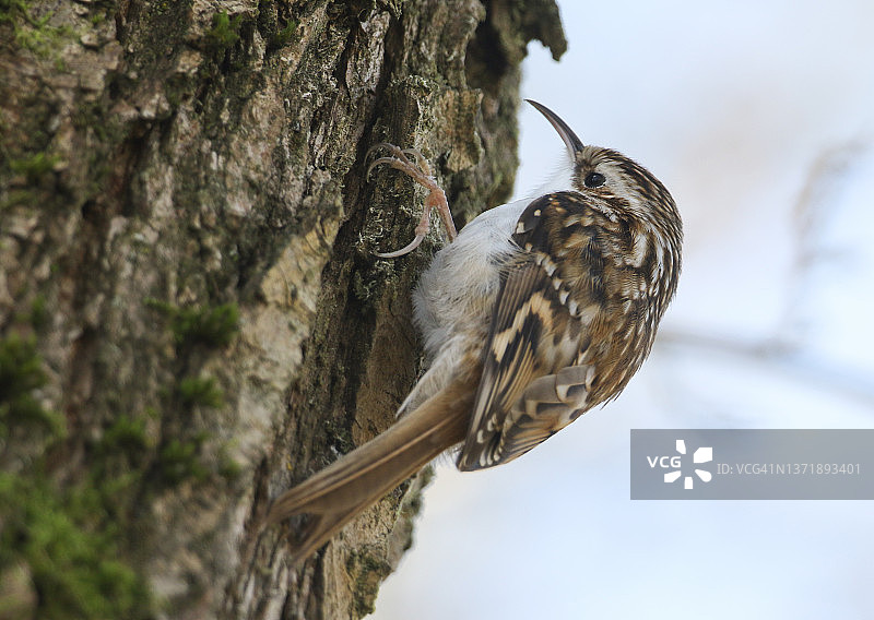 一只美丽的旋木雀在树干上寻找昆虫图片素材