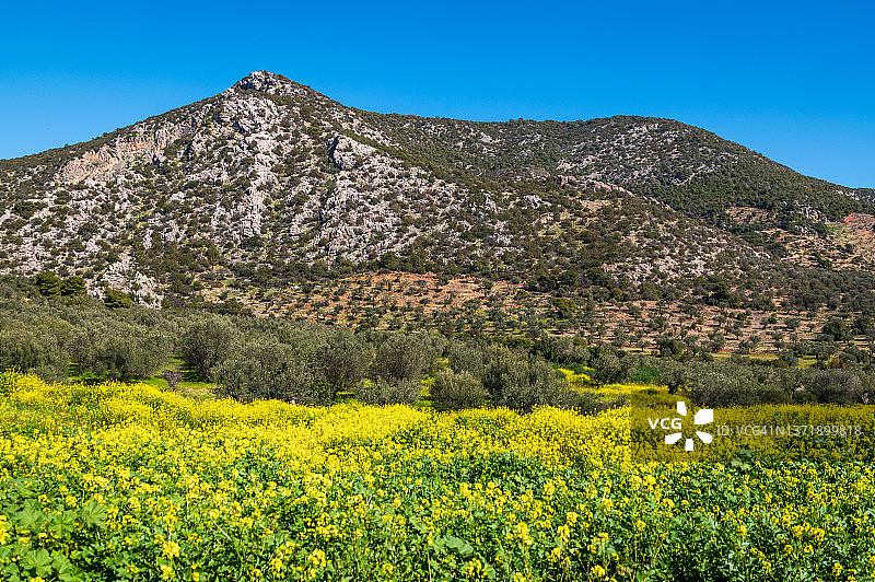 春天里盛开鲜花和橄榄树的田野图片素材