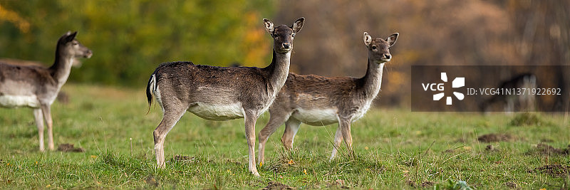 一群休耕的母鹿站在秋天的草地上图片素材