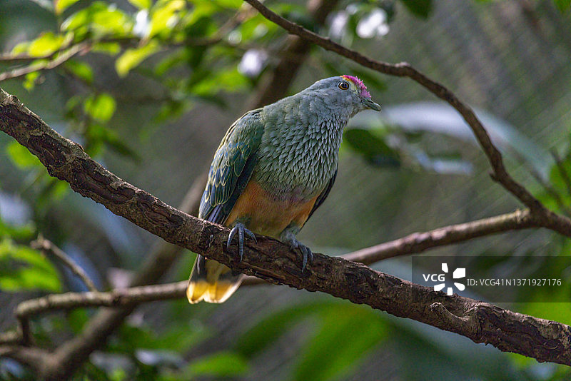 栖息的玫瑰冠果鸠图片素材