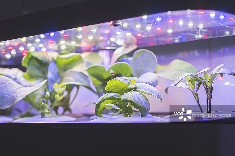 水培种植图片素材