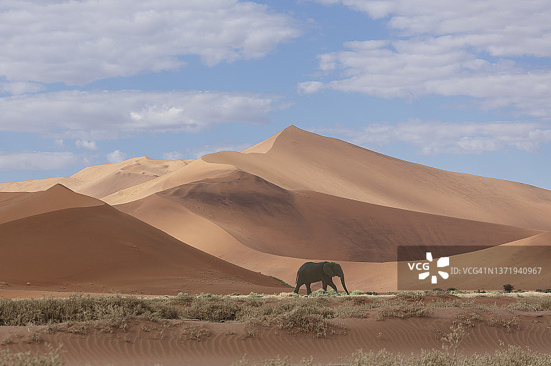 纳米布沙漠中的大象与沙丘图片素材