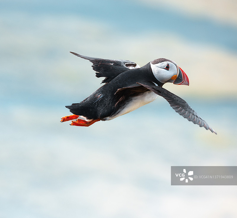 飞翔的海鹦图片素材