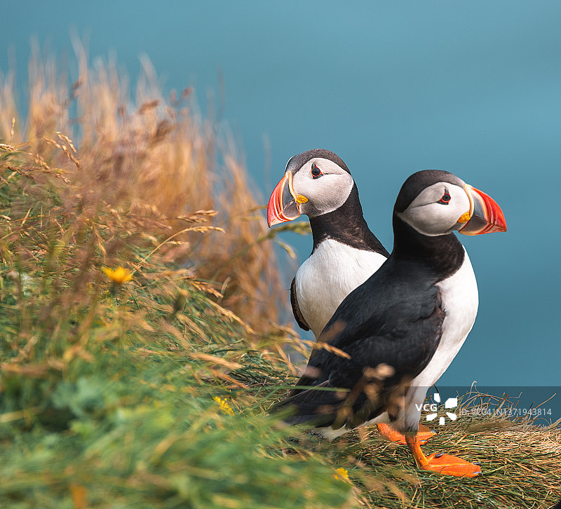 冰岛的两只海鹦图片素材