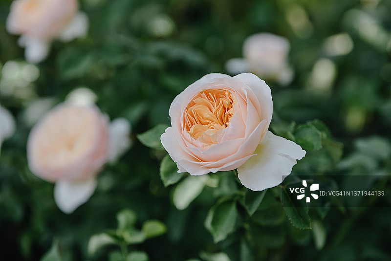 户外园艺中盛开的粉色玫瑰花特写图片素材