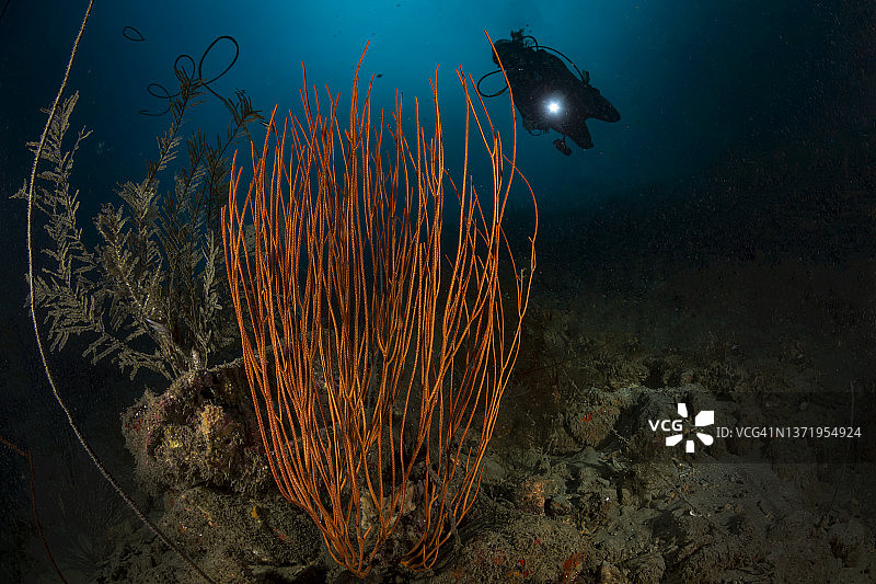 长海鞭图片素材