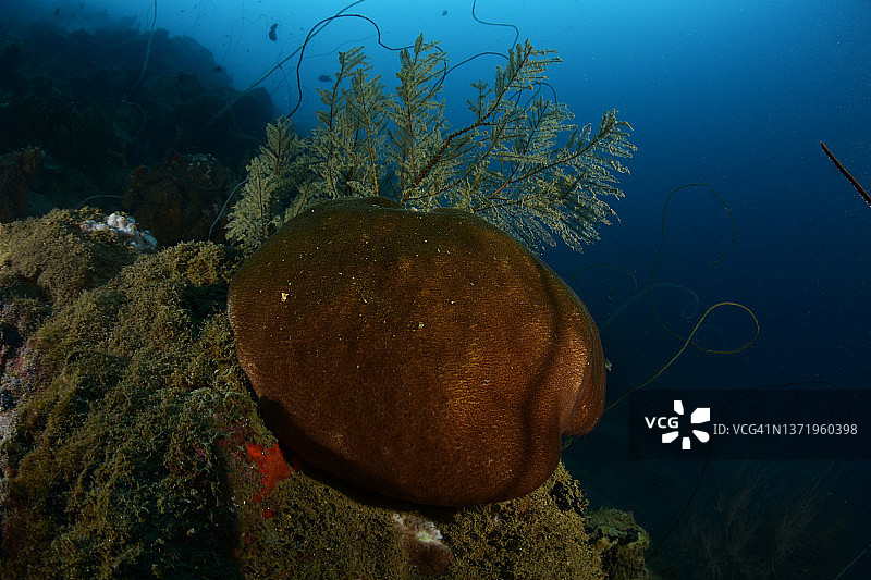 脸红的星珊瑚图片素材