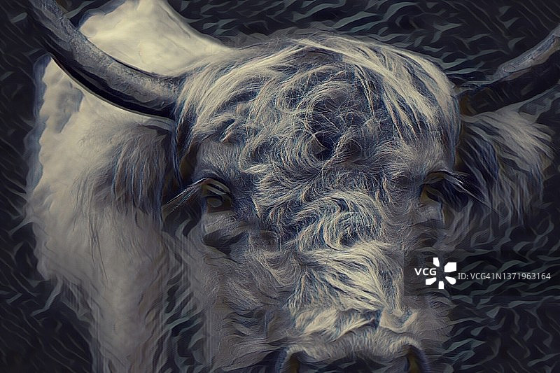 苏格兰高地牛艺术作品图片素材