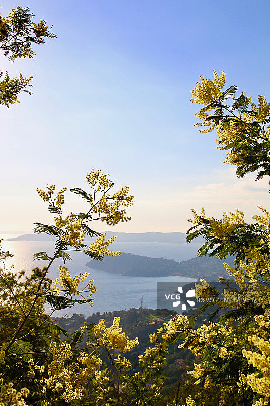 含羞草和海边图片素材