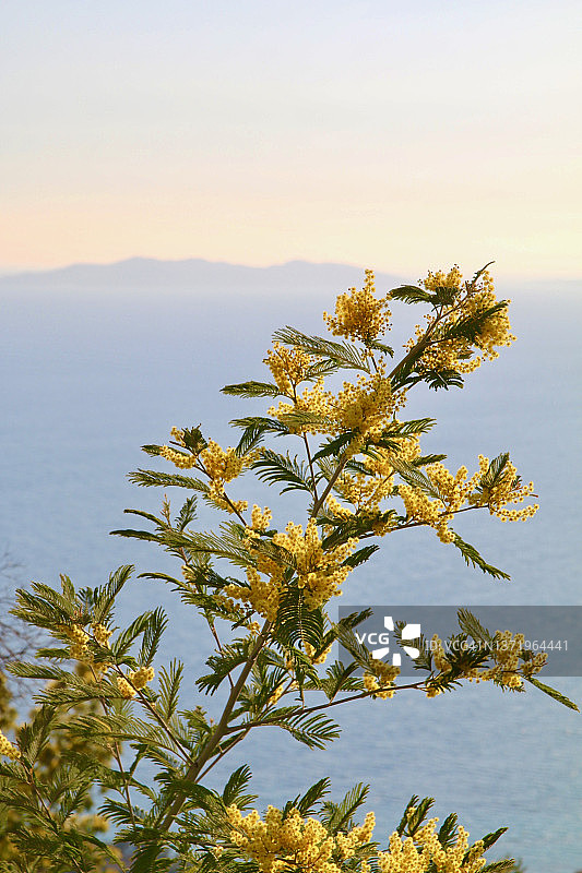 含羞草枝条图片素材