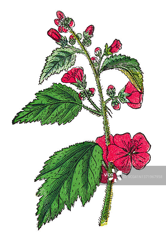植物学：锦葵古老彩色石印插图图片素材