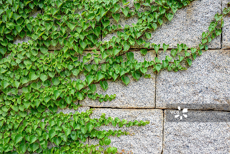 岩壁上茂盛的爬山虎图片素材