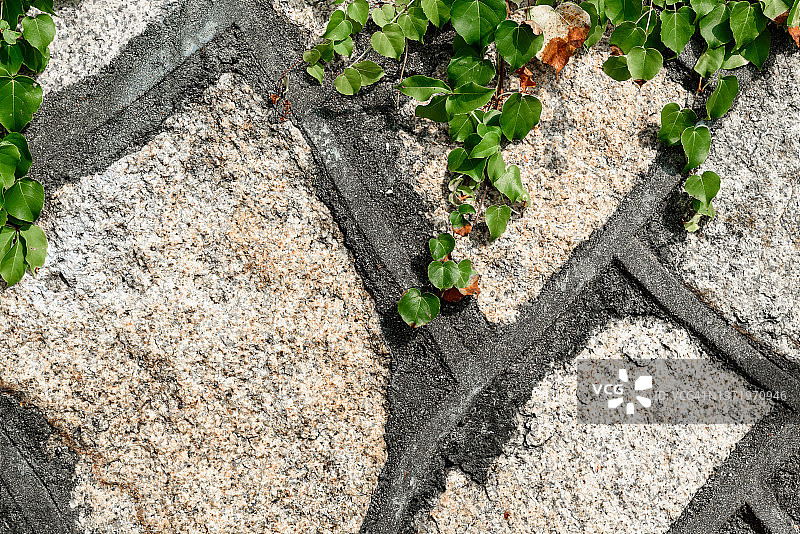 种植在建筑物石墙上的爬山虎图片素材
