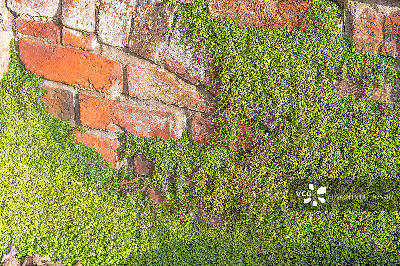 绿色的苔藓图片素材