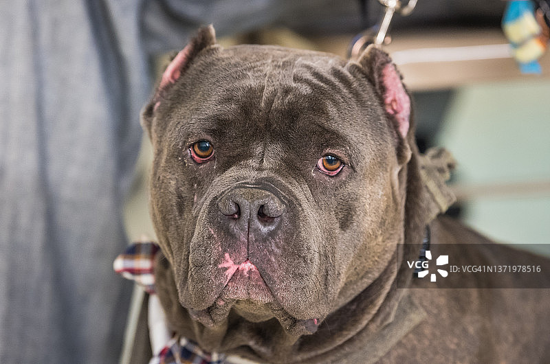 宠物收养活动中一只没有耳朵、脸上带着伤疤的强壮斗牛犬图片素材