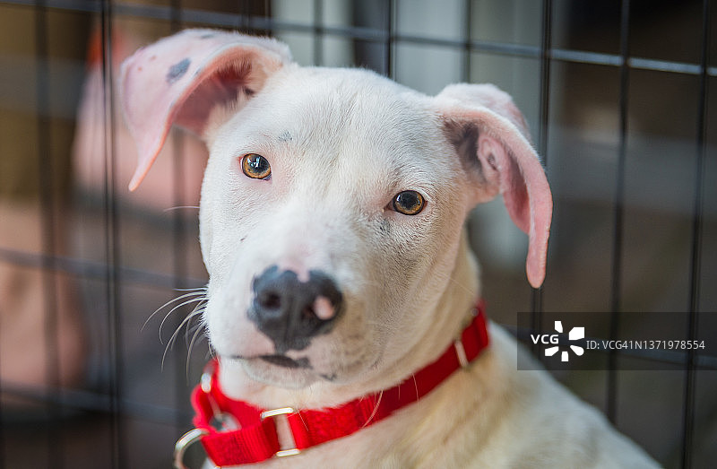 宠物收养活动中笼子里的聋哑比特犬幼犬图片素材