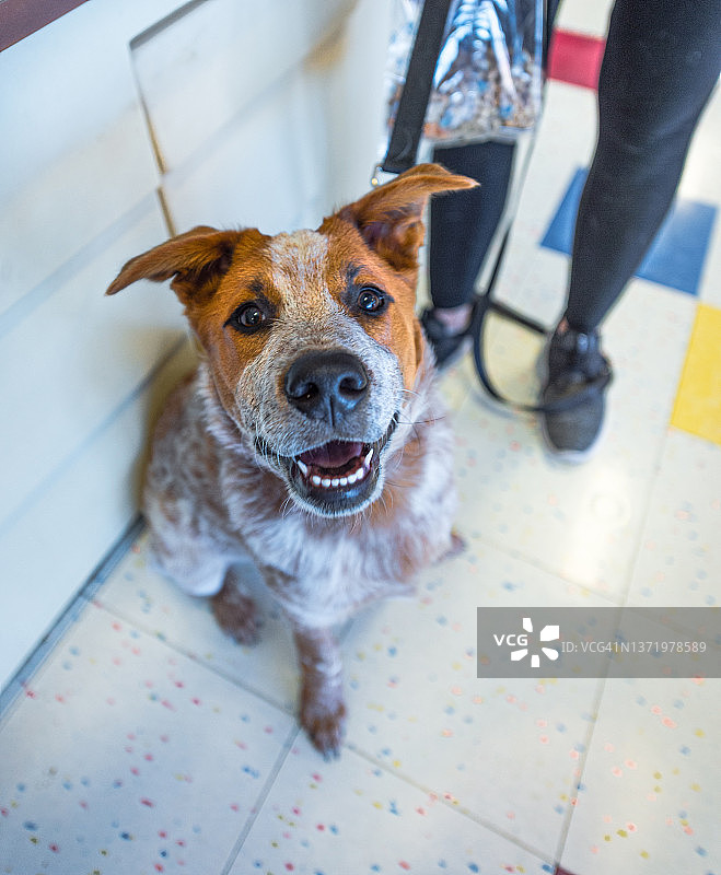 俯视张着嘴的混种牛犬，看起来很高兴图片素材