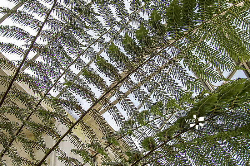 金毛狗脊叶图片素材