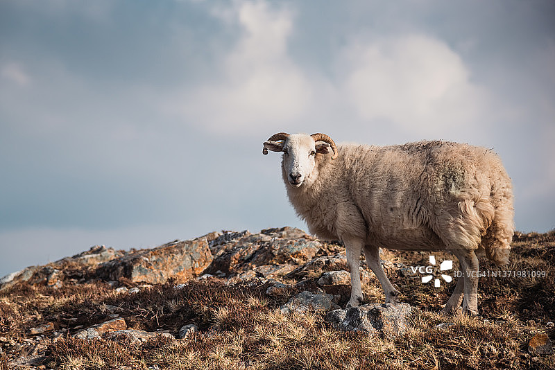 爱尔兰戈尔韦郡科内马拉国家公园的野羊图片素材