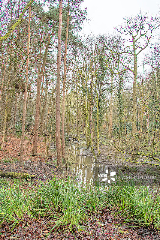 被洪水淹没的林地图片素材