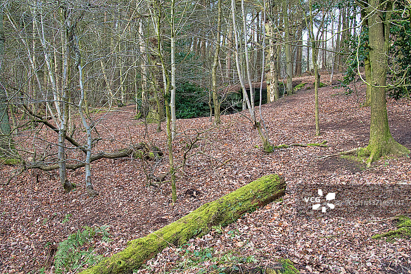 山毛榉树林地图片素材