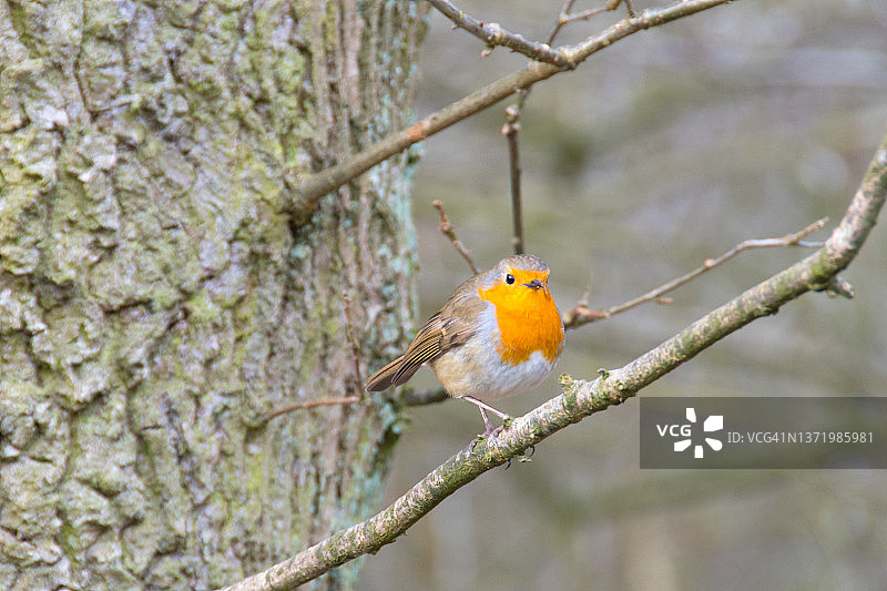 欧亚鸲鸟图片素材