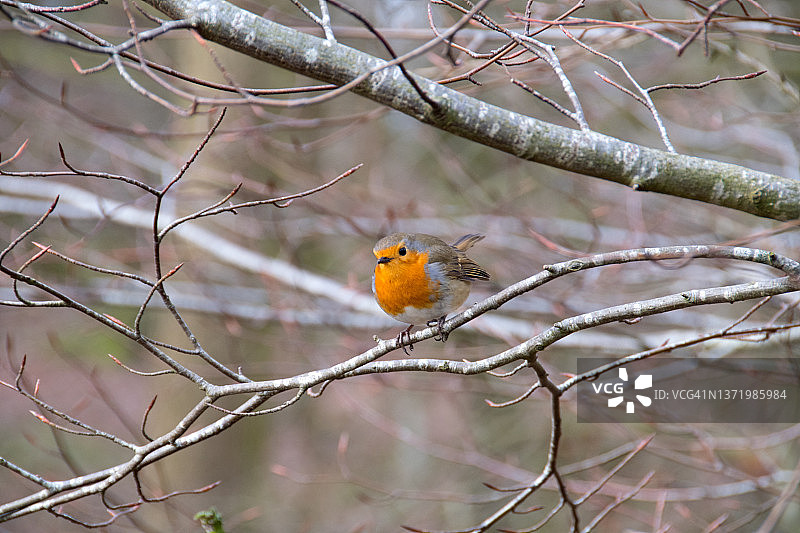 欧亚鸲鸟图片素材