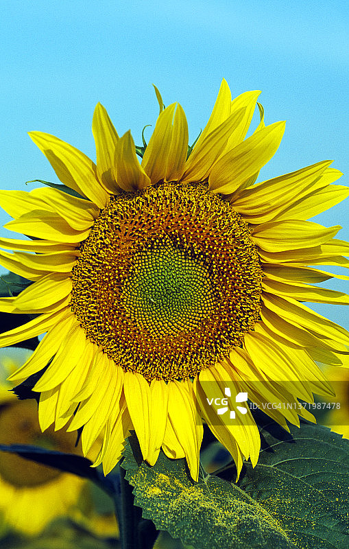 向日葵图片素材