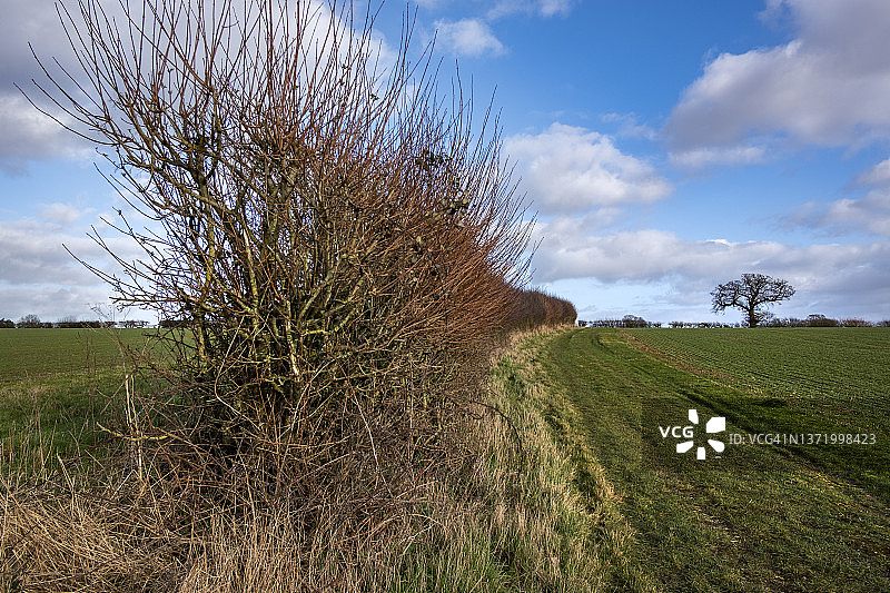 乡村的树篱图片素材