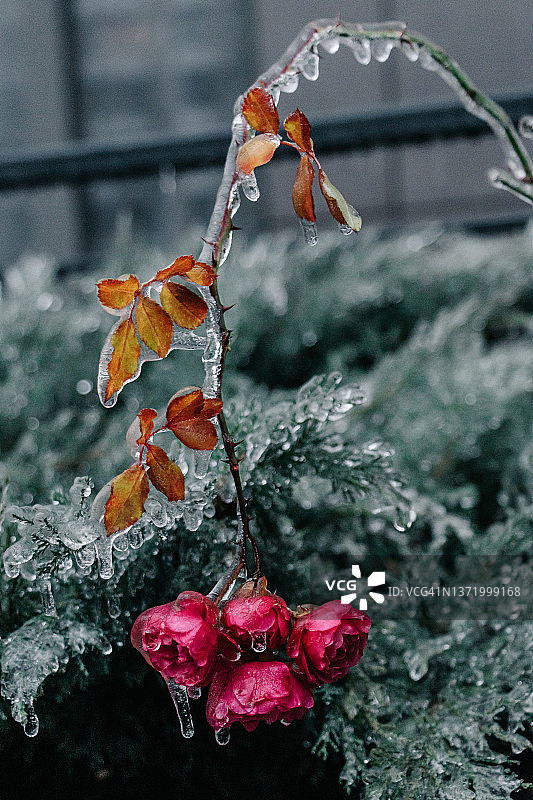 深秋，一丛红玫瑰在一场冰雨后被冰压弯了腰图片素材