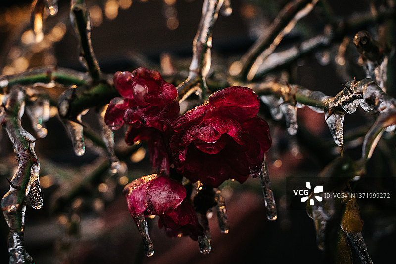 覆盖着冰和冰柱的红色玫瑰灌木，在黄昏和夜晚的灯光下图片素材