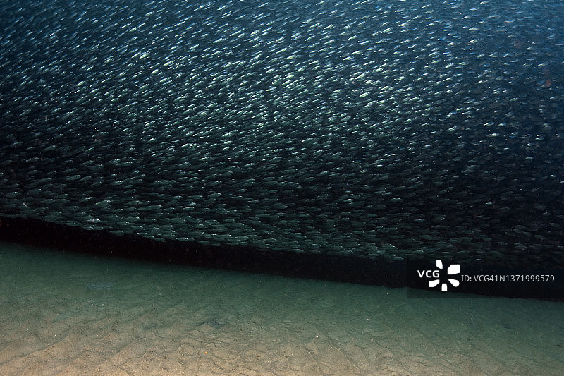 大眼鲹鱼群图片素材