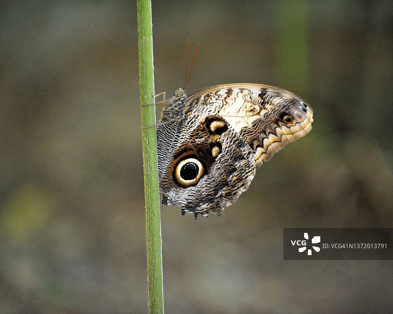 植物茎上的猫头鹰眼蝶图片素材