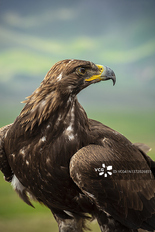 金雕肖像图片素材