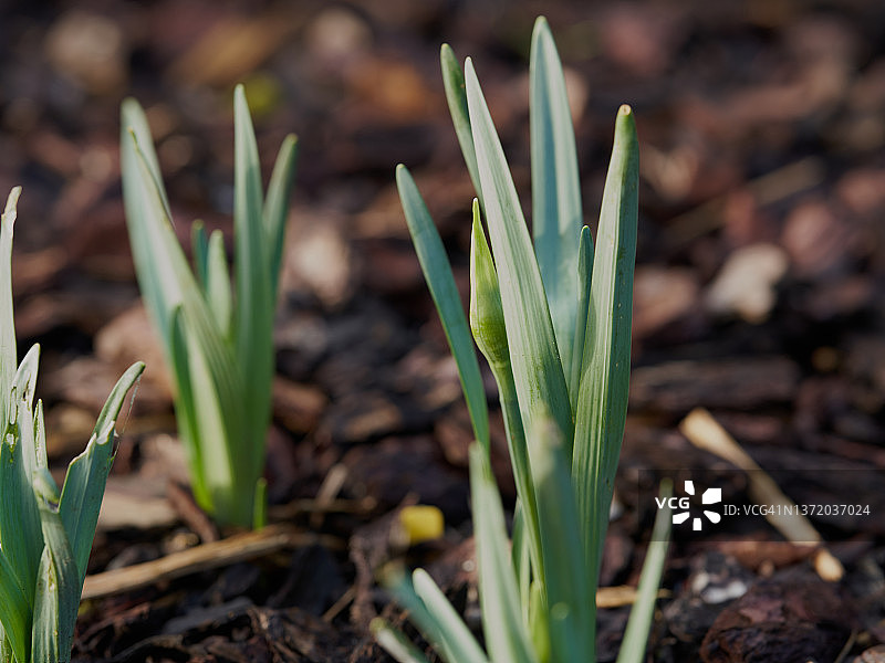 那喀索斯图片素材