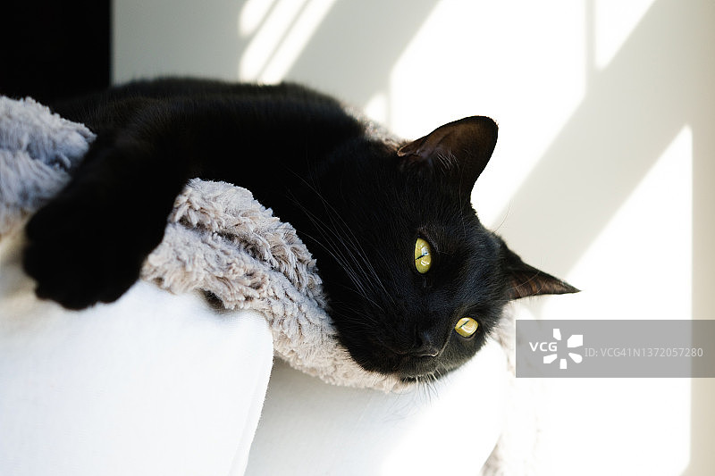 黑猫在阳光窗户旁椅子靠背上放松图片素材