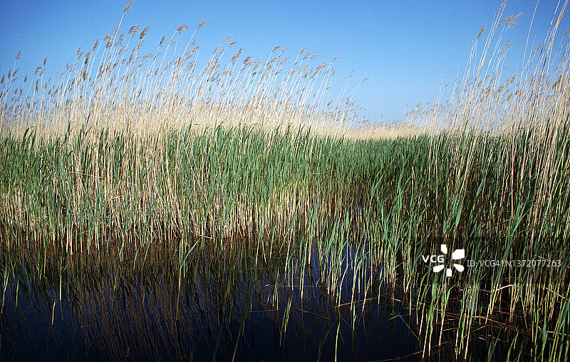 安纳托利亚中部的沼泽地图片素材