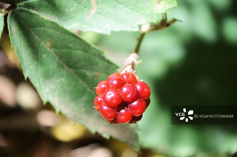西澳大利亚生长的野生黑莓图片素材