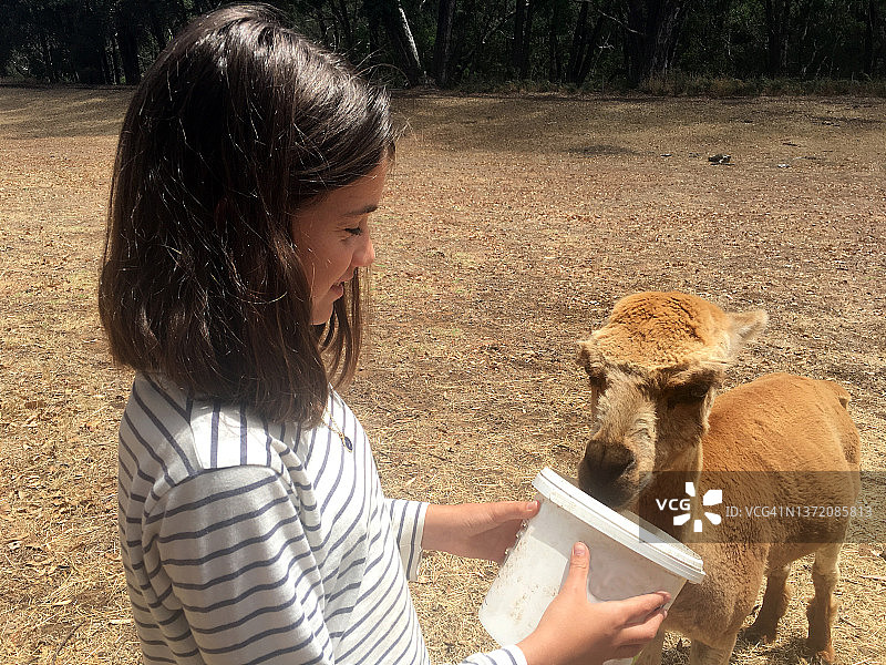 女孩在农场喂羊驼图片素材
