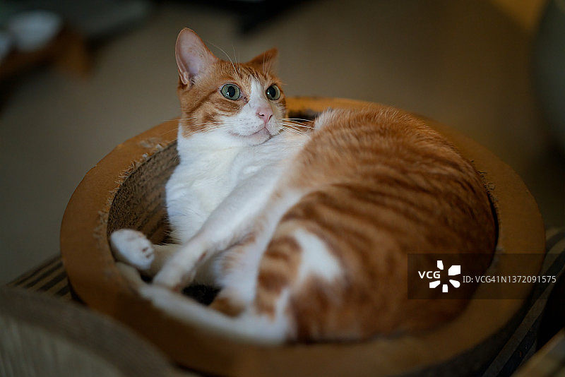 躺在汽车碗里的可爱橙色宠物猫图片素材