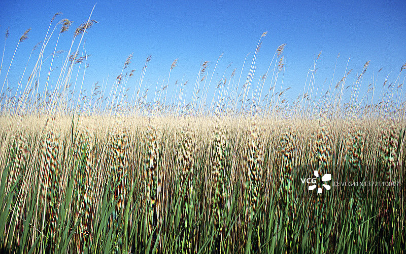 安纳托利亚中部的沼泽地图片素材