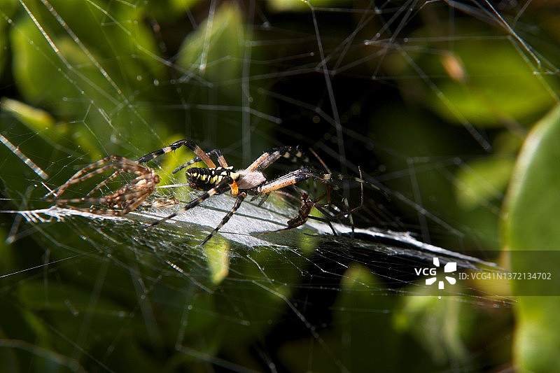 橙园蛛图片素材